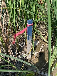Wetland soil classification
